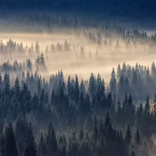 Foggy forest winter wallpaper
