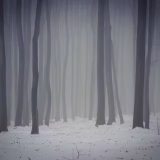 Foggy forest winter wallpaper