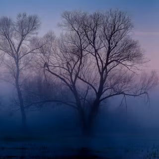 Foggy forest winter wallpaper