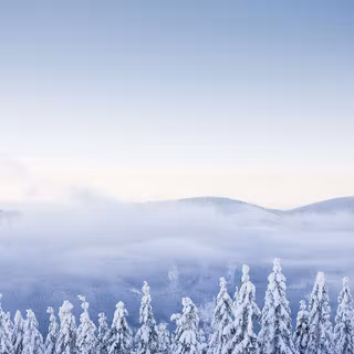 Foggy forest winter wallpaper