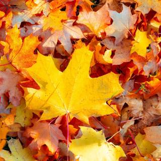 Autumn 4k iPhone wallpaper