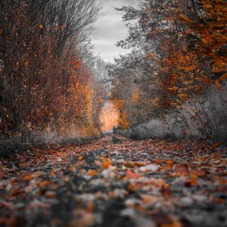 Autumn 4k iPhone wallpaper