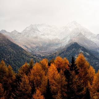 Autumn 4k iPhone wallpaper