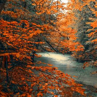 Autumn 4k iPhone wallpaper