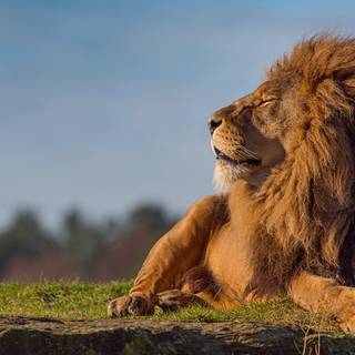 Lion PC 4k wallpaper