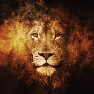 Lion PC 4k wallpaper