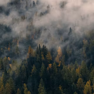 4k foggy forest wallpaper