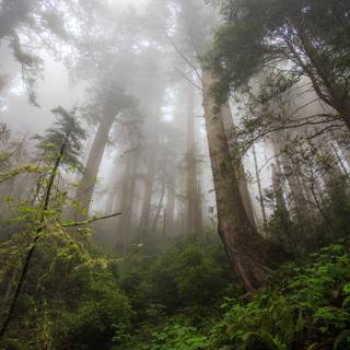 4k foggy forest wallpaper