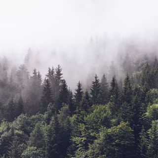 4k foggy forest wallpaper