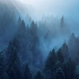 Misty winter day wallpaper