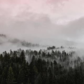 4k foggy forest wallpaper