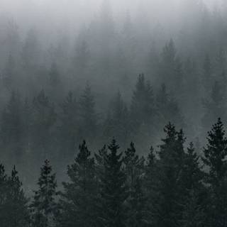 4k foggy forest wallpaper