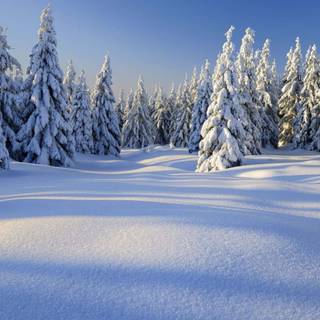 Cute winter pine trees wallpaper