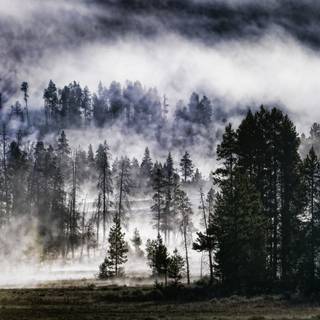 4k foggy forest wallpaper