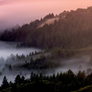 4k foggy forest wallpaper