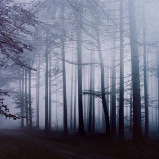 4k foggy forest wallpaper