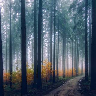 4k foggy forest wallpaper