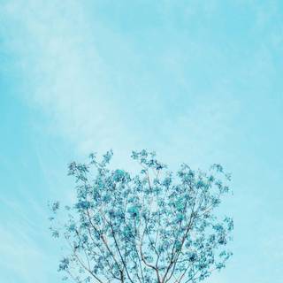 Cyan phone wallpaper