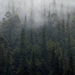 4k foggy forest wallpaper