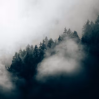 4k foggy forest wallpaper