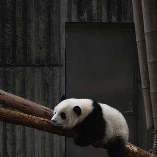 China iPhone wallpaper