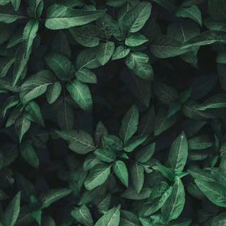 Green aesthetic phone wallpaper