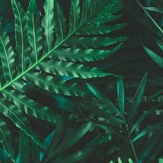 Green aesthetic phone wallpaper