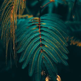 Green aesthetic phone wallpaper