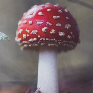 Mushroom phone wallpaper