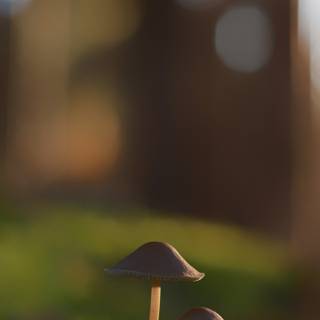Mushroom phone wallpaper