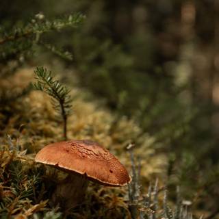 Mushroom phone wallpaper