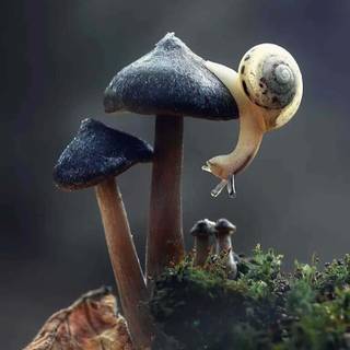 Mushroom phone wallpaper