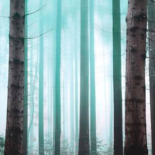 Foggy trees wallpaper
