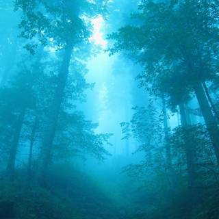 4k foggy forest wallpaper