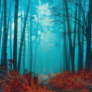 4k foggy forest wallpaper