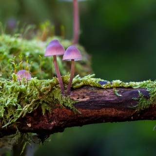 Mushroom phone wallpaper