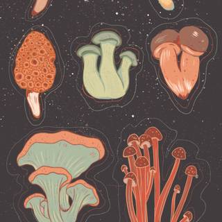 Mushroom phone wallpaper