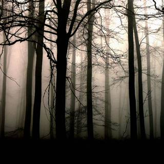 Misty woods wallpaper