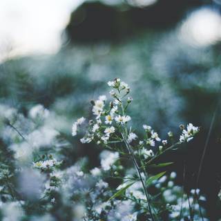 Plant iPhone wallpaper