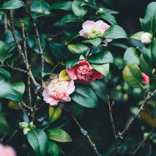 Plant iPhone wallpaper