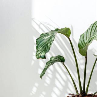 Plant iPhone wallpaper