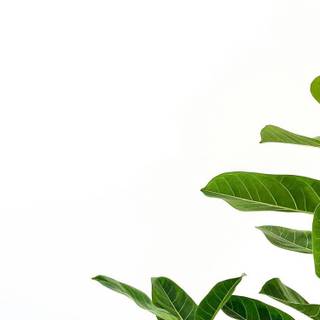 Plant iPhone wallpaper