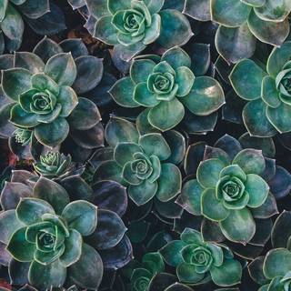 Plant iPhone wallpaper