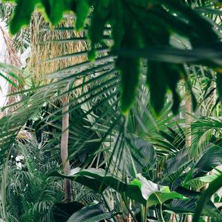 Plant iPhone wallpaper