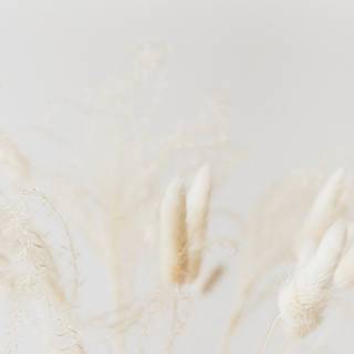 Plant iPhone wallpaper