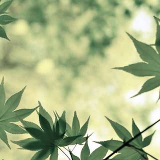 Plant iPhone wallpaper