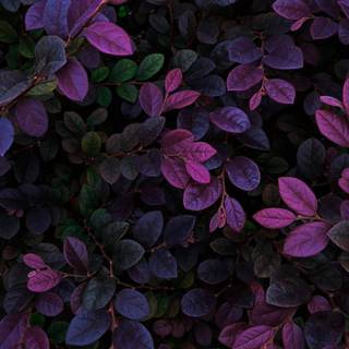 Plant iPhone wallpaper