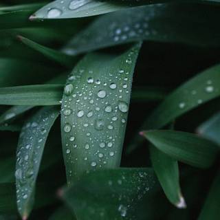 Plant iPhone wallpaper