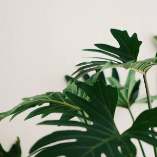 Plant iPhone wallpaper