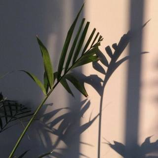 Plant iPhone wallpaper